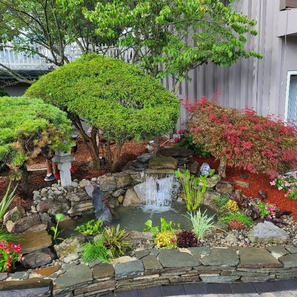 Lush Japanese garden with a rock waterfall, pond, diverse plants, and red mulch, next to a building.