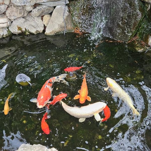 Koi fish in a pond with a small waterfall and rocks, creating a serene Japanese garden atmosphere.